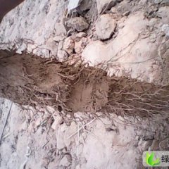 河北大名白玉山药：张铁集贾银朝