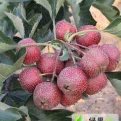 山东临朐大金星：辛寨镇周仕