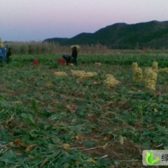 辽宁朝阳日本光头芥菜：北四家朱俊晨
