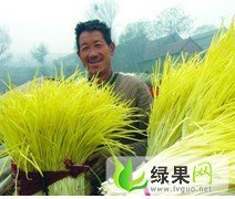 山东安丘蒜黄蔬菜：景芝镇蒜黄代收