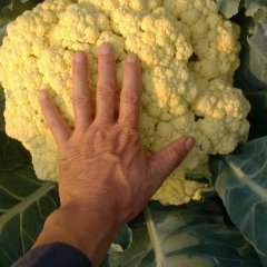 （信息作废）山东滕州白面青梗松花菜：大坞镇刘合文