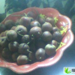 河北遵化本地红山楂：党峪金奎