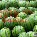 我基地在秋季大量供应西瓜 辣椒等瓜菜