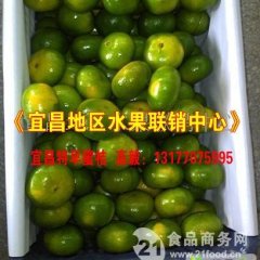 湖北夷陵宜昌蜜桔：15号高毅