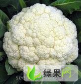 山东莘县菜花河店镇杨海航