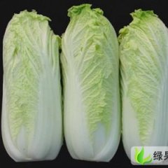 河北固安娃娃菜：东湾乡朱雪军