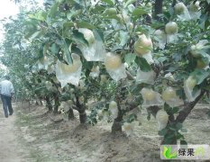 矮化苹果苗，矮化中间砧苹果苗