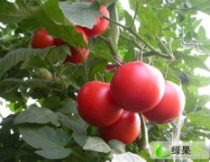 山东西红柿产地供应批发基地销售