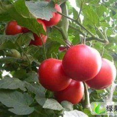 山东西红柿产地供应批发基地销售