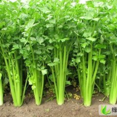 山东禹城美国西芹：禹城四马先生生