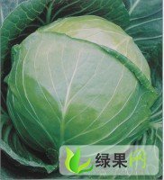 湖北荆州区圆形甘蓝：岑河杨明