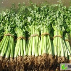 河北清苑法国皇后：清凉城李赛