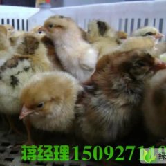 山东曲阜土鸡：崇文大刘总经理