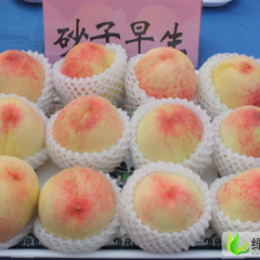 山东蒙阴蒙阴蜜桃：旧寨乡孙云洪