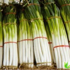 山东章丘章丘大葱：枣园街仇经理