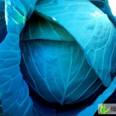 山东平度奥奇娜：郭庄鲁崔志强