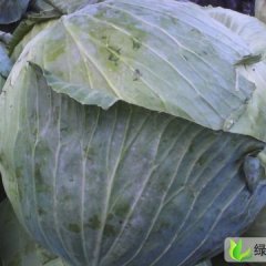 甘肃甘州包菜：南关菜王荣