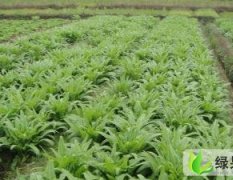 四川邛崃聚和农业优质莴苣