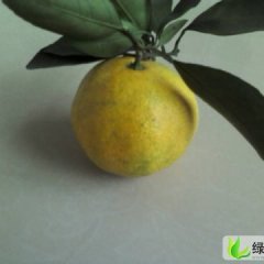 湖南石门石门蜜桔：新关镇熊辉平