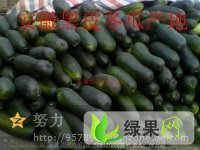 安徽谯城子弹头黑皮冬瓜：泥店付云志