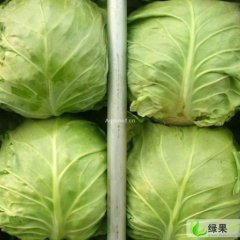 河北定州春玉甘蓝：定深路马跃彬