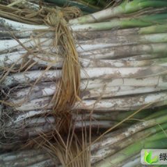 凉山州日本铁杆（钢葱）1月到12月上市—宋平贵