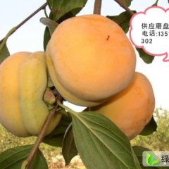 大量供应柿子，磨盘柿，保定市满城县特产，服务周到