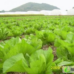 湖南东安包心芥菜：永阳农业 周永阳