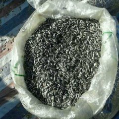 内蒙古兴和美葵5009葵花：关子店王夺