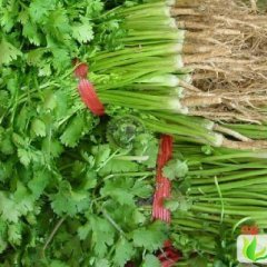 陕西乾县香菜：梁村镇赵江峰