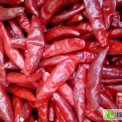 大量供应金乡三英干辣椒