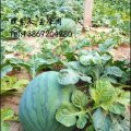 山东平原花皮无籽：王打卦王学周