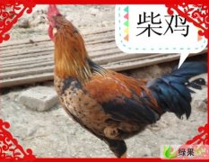 河南金水柴鸡：龙子湖大学城千只柴鸡销售，营养丰富