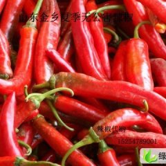 山东金乡金塔：金马杨涛