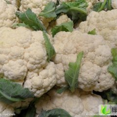 河南通许雪宝：西关马良