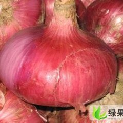 山东金乡红皮洋葱：金乡镇徐超