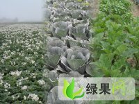 河北围场克新一号：克勒沟刘树军