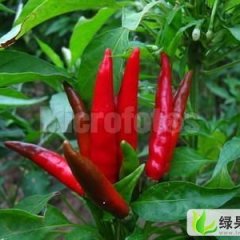 辽宁凌海干辣椒：凌海郑永旗