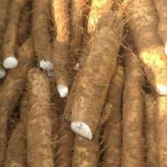 山东苍山麻山药：庄坞镇杨先生