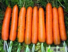 河北清苑清凉城村大量胡萝卜和白萝卜上市