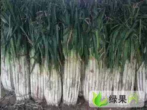 昌邑市万亩长白大葱上市