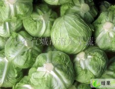 河北清苑包菜（洋白菜）大量上市：张登镇李先生