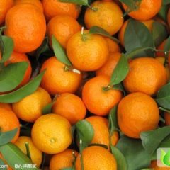 东莞下桥市场代销砂糖橘（桔）