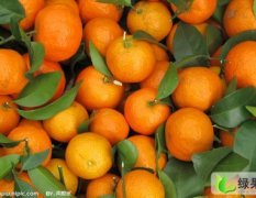 东莞下桥市场代销砂糖橘（桔）