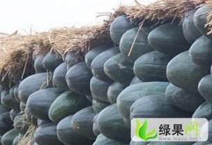 库存优质子弹头黑皮冬瓜，1毛--1毛二