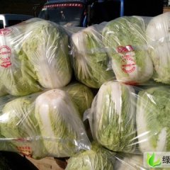 河南汝州纸坊乡陈古同78、90、青杂白菜邵高峰