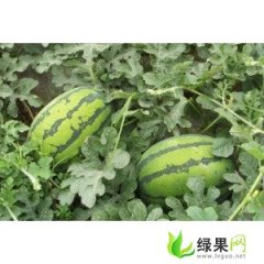 豫艺大果绿龙王西瓜种子