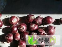 甘肃民勤红皮洋葱：薛百梦琪