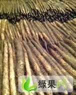河北任丘麻山药：辛中驿刘志远智