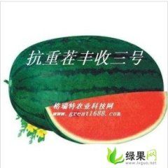 抗重茬丰收三号西瓜种子